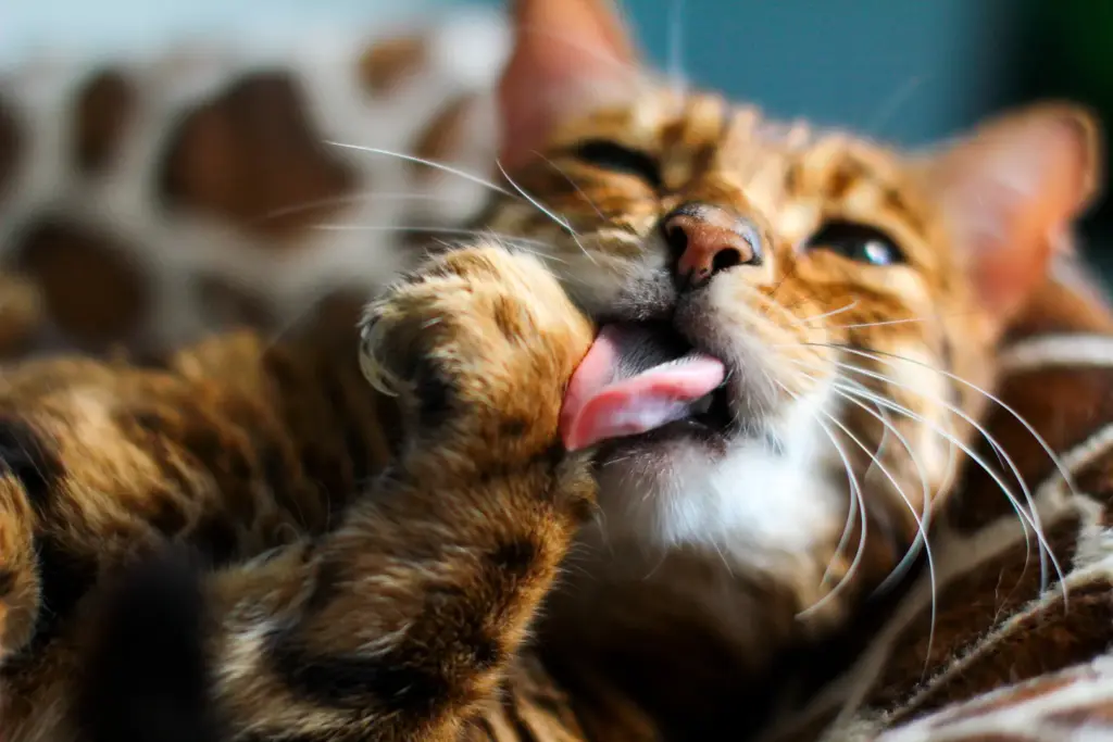 Katze leckt sich Pfote