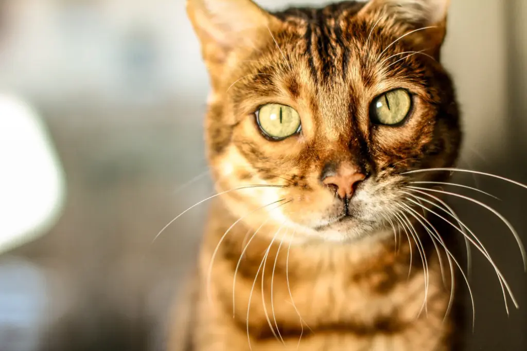 Goldene Katze