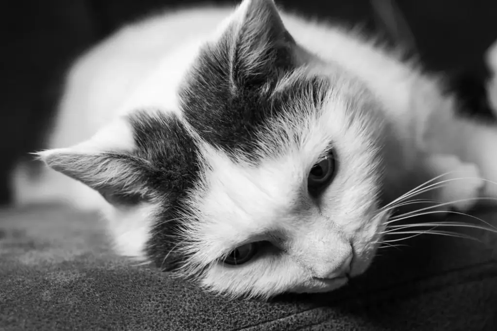 Schwarz-Weiß Katze