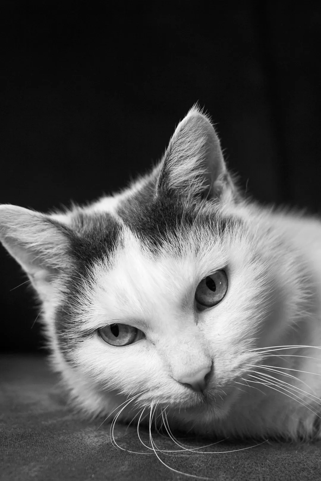 Katze