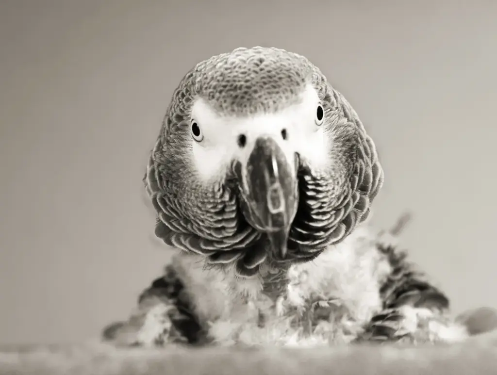 Vogel