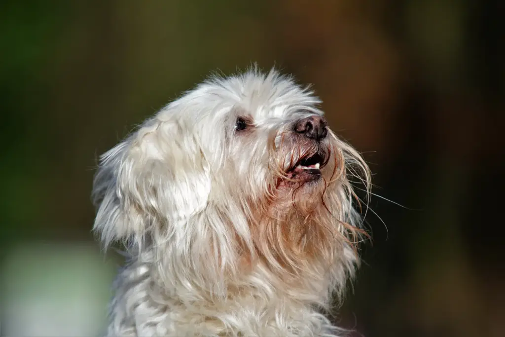 Hund