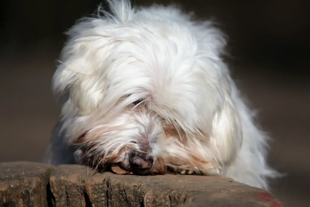 Hund