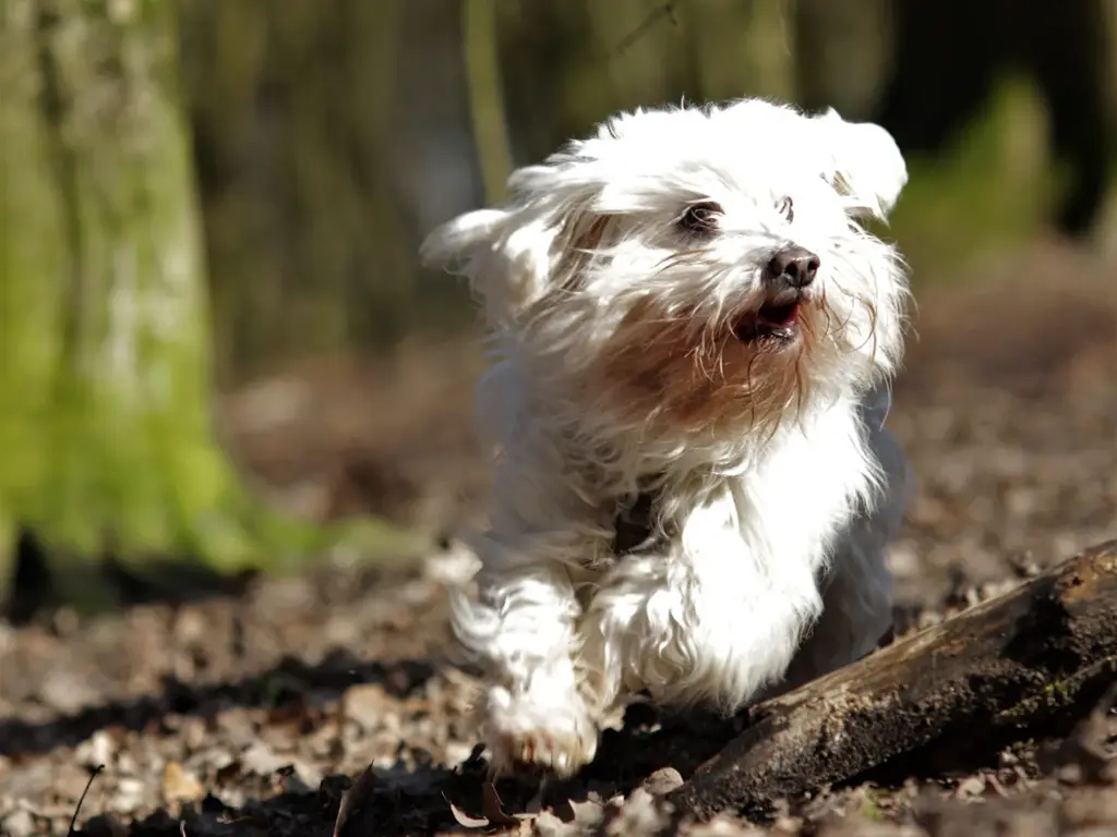 Hund am laufen im Wald