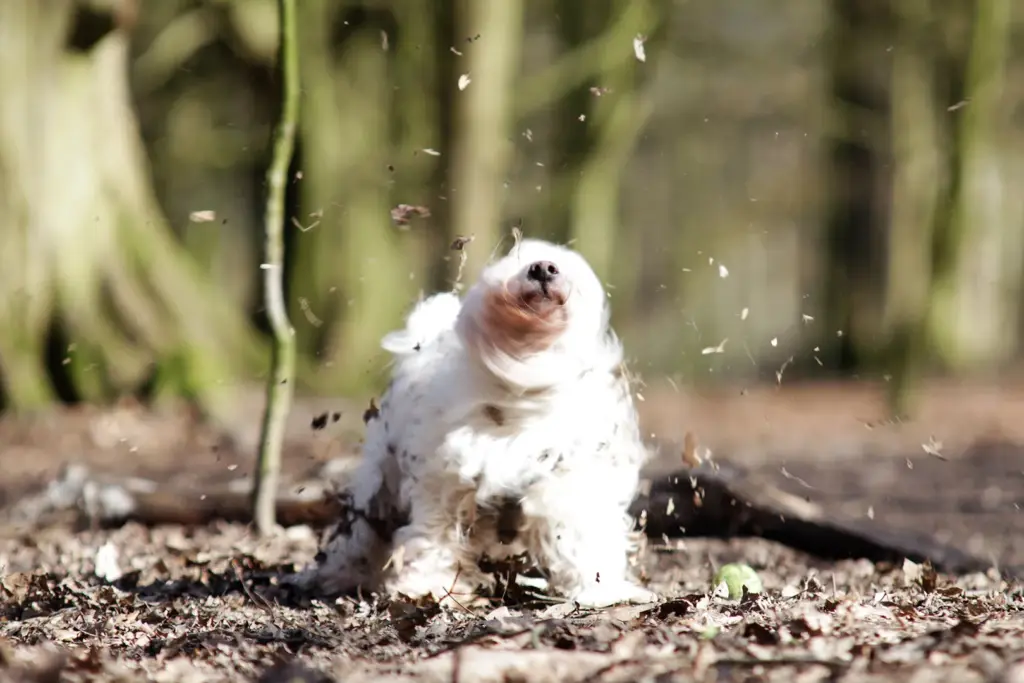 Hund schüttelt Dreck ab