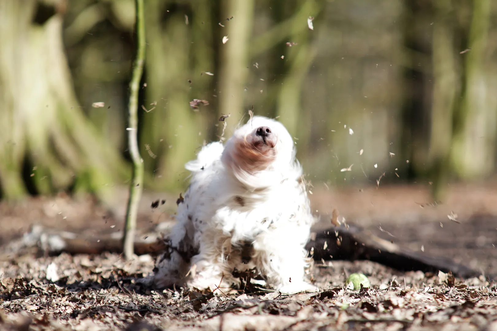 Hund schüttelt Dreck ab
