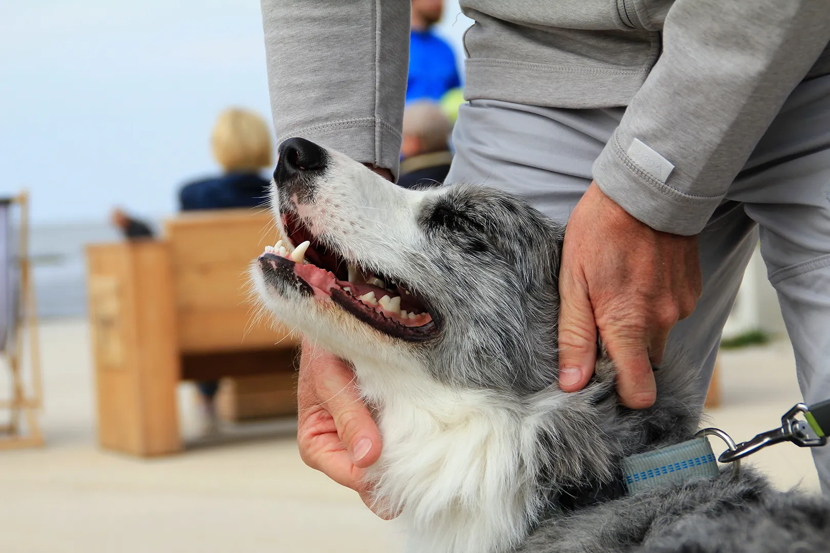 Hund wird gestreichelt und freut sich