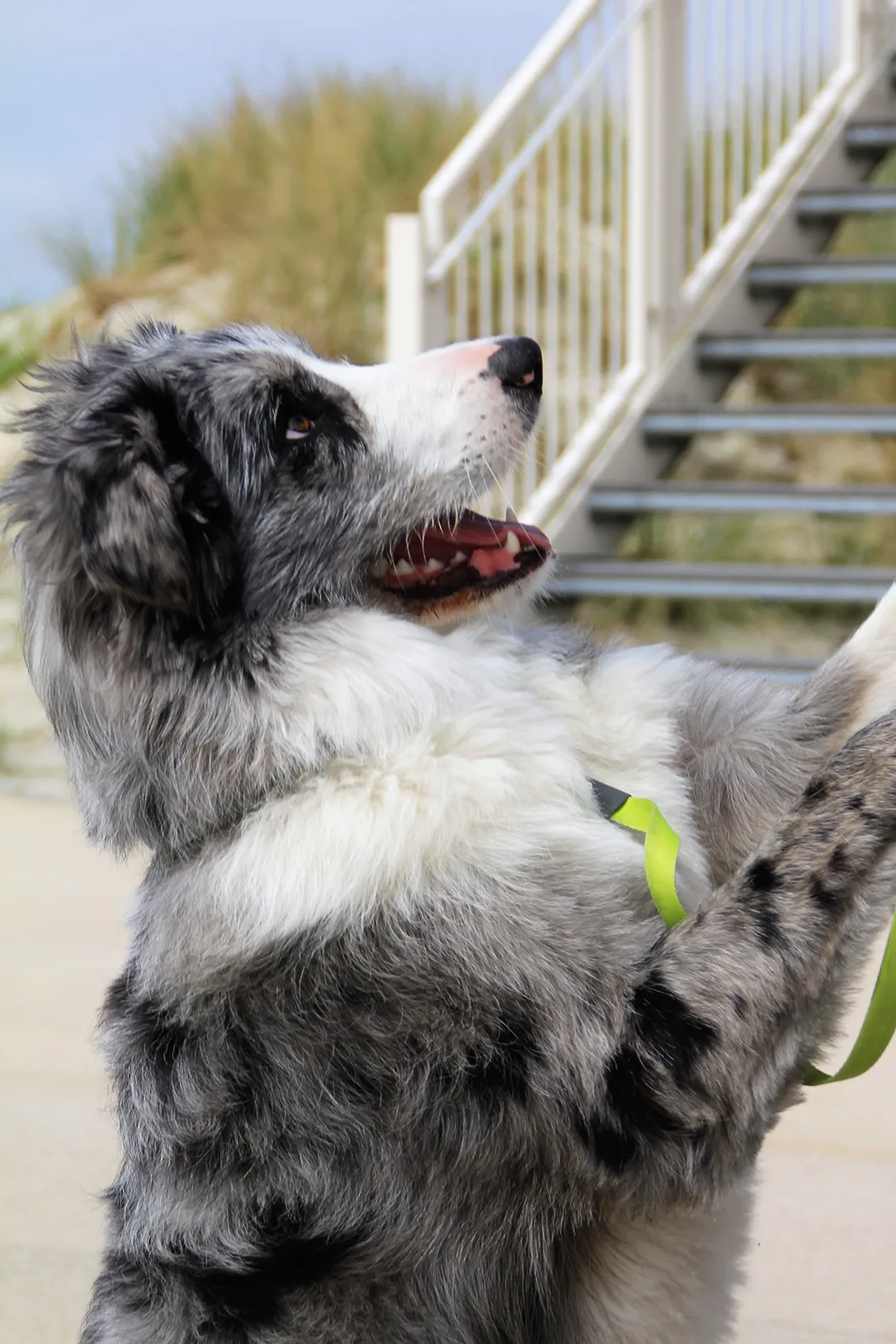 Hund spielt