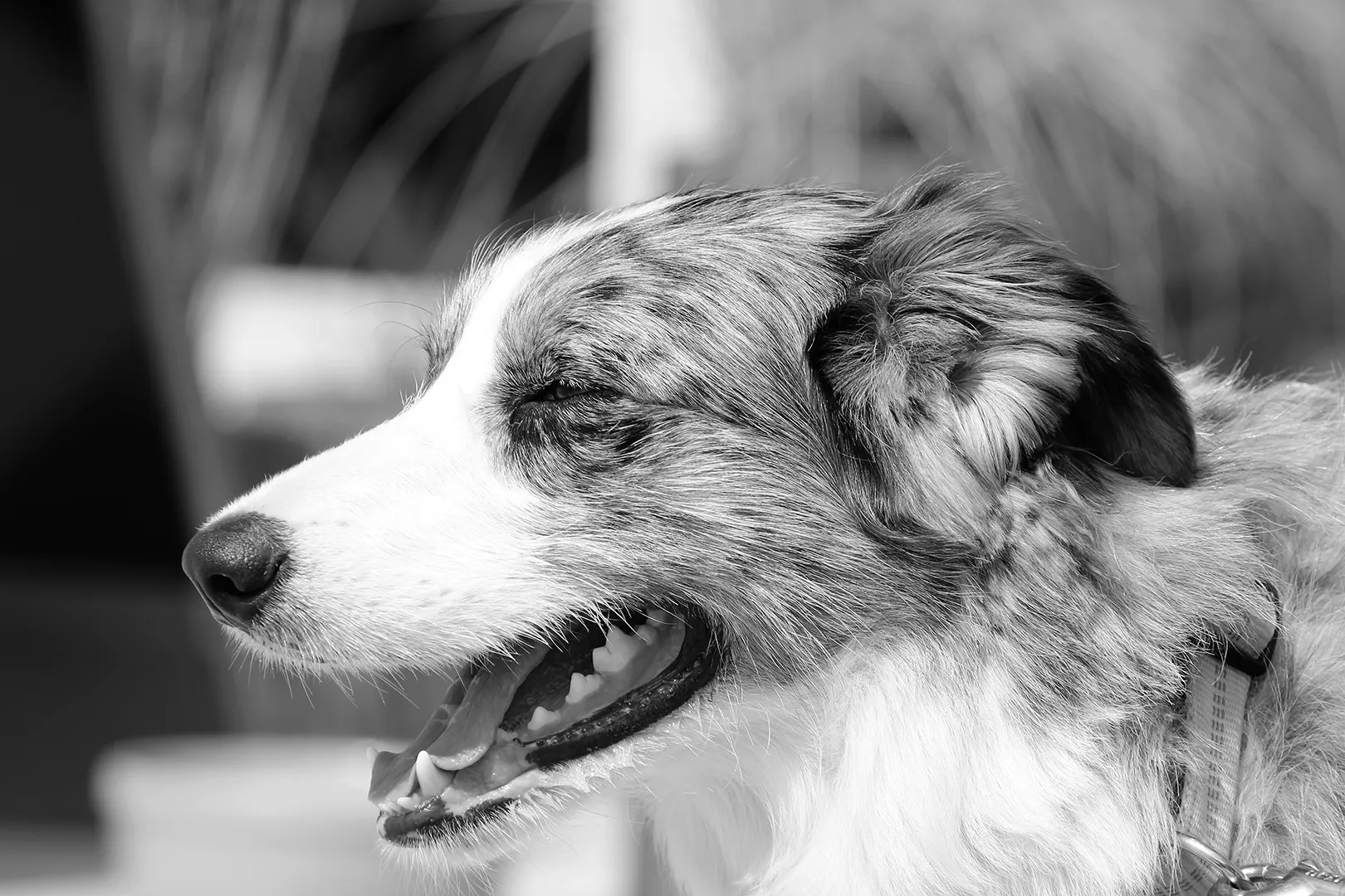 Glücklicher Hund