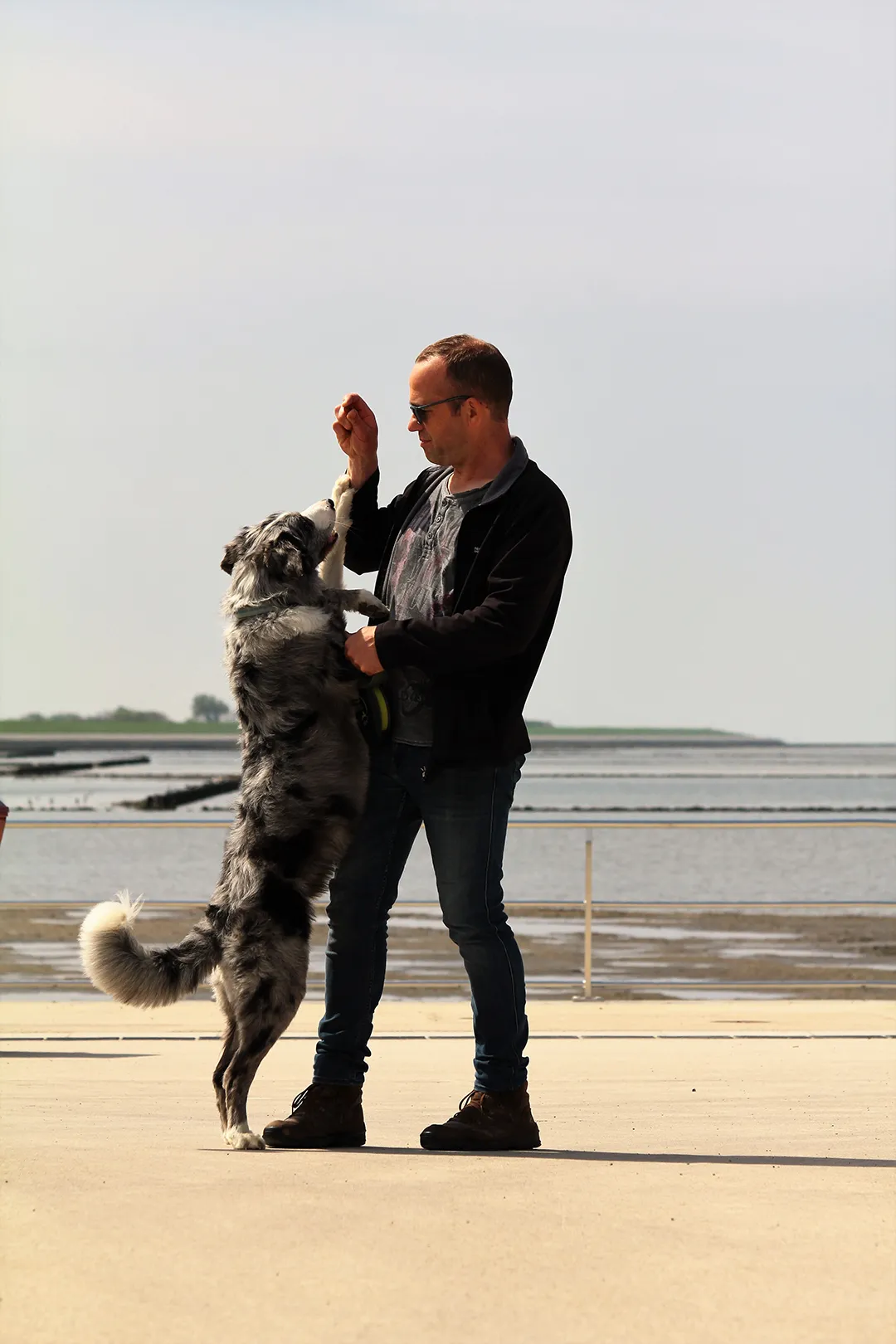 Hund spielt mit Mann