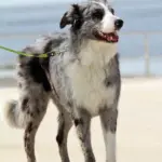 Hund mit Leine am Strand
