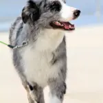 Glücklicher Hund am Strand