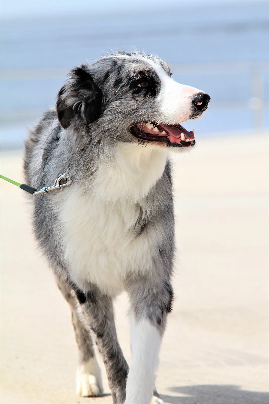 Glücklicher Hund am Strand