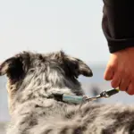 Hund schaut aufs Meer
