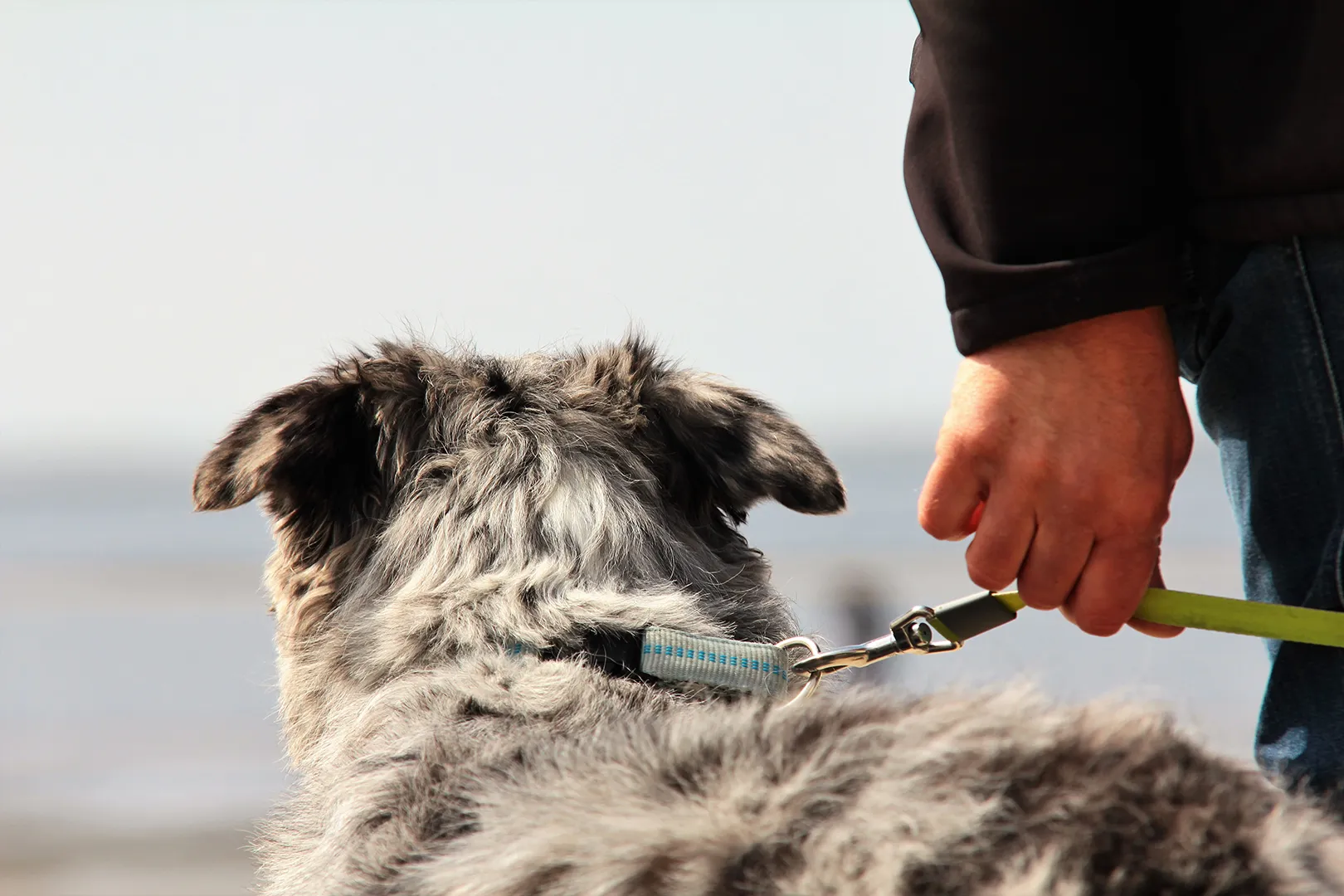 Hund schaut aufs Meer