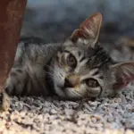 Süße Katze liegt im Schatten