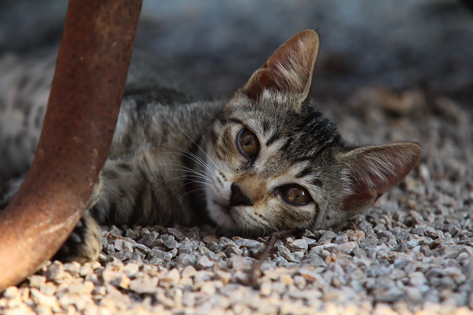 Süße Katze liegt im Schatten
