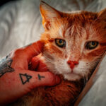 Katze liegend gestreichelt