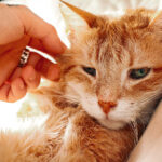Katze liegend