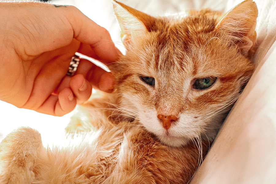 Katze liegend