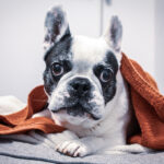 Bulldogge
