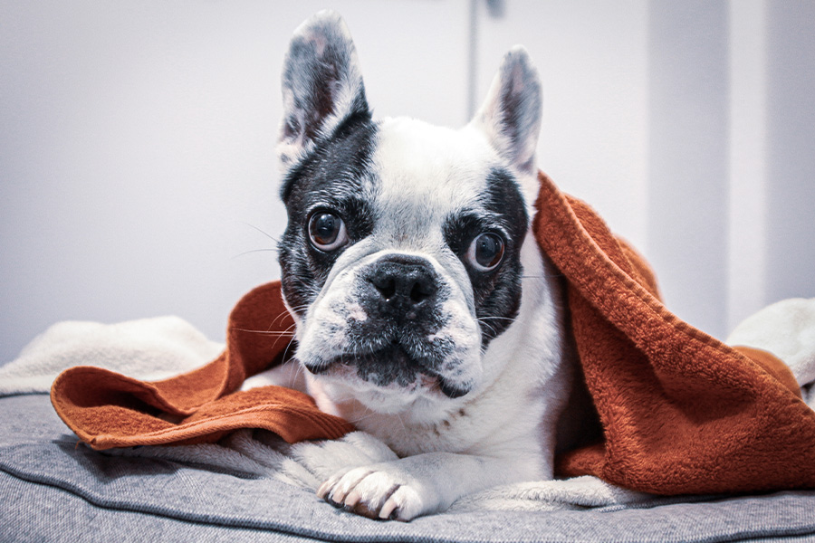 Bulldogge